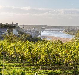 Meilleurs vins de Saumur